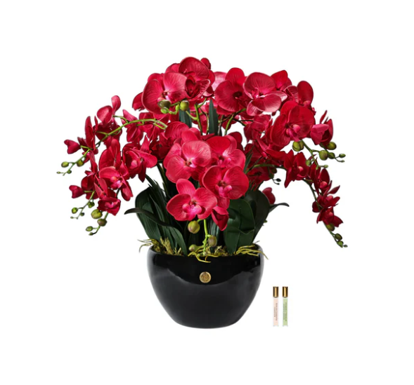 COTE NOIRE LUXURY GIANT ORCHID RED
