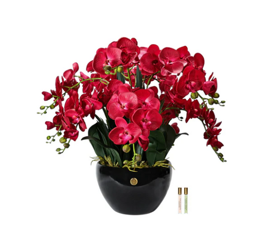 COTE NOIRE LUXURY GIANT ORCHID RED