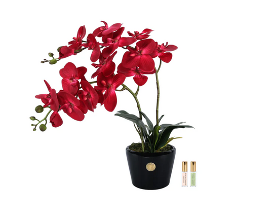 COTE NOIRE DOUBLE ORCHID SCARLET